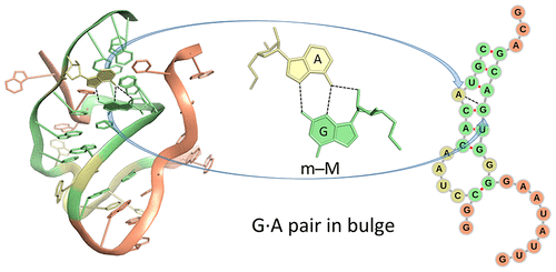Sample G.A pair characterized by DSSR