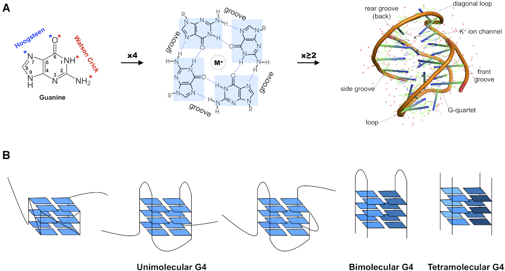 Figure 1. From guanines to G-quadruplexes